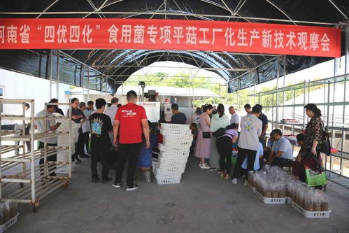 我省邁進(jìn)高質(zhì)量平菇工廠化新技術(shù)時代